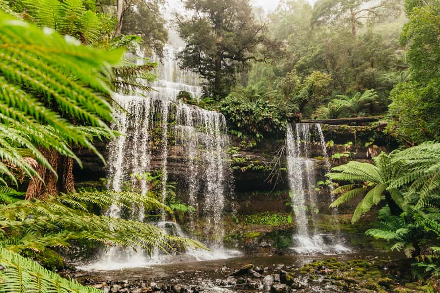 Hobart: Mt Wellington, Mt Field, Bonorong and Richmond Trip - Key points worth getting excited about