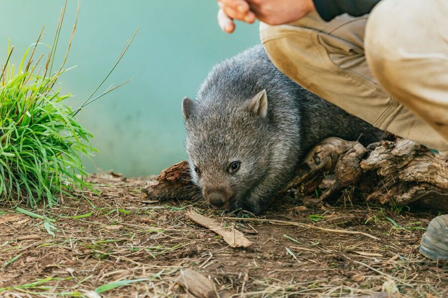 Hobart: Mt Wellington, Mt Field, Bonorong and Richmond Trip - Who this day trip suits best