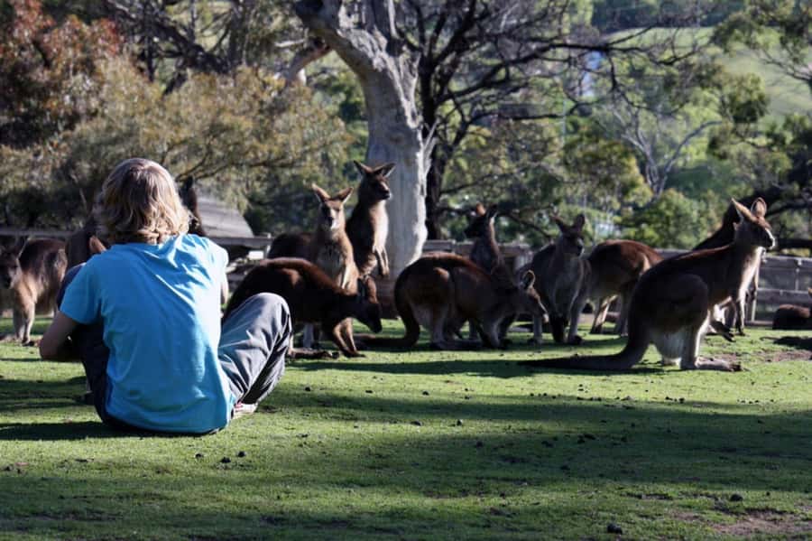 Hobart: Mt Wellington, Richmond, & Bonorong Wildlife Tour - Price and value: is $130 worth it for this mix?
