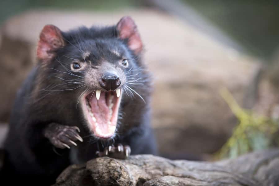 Hobart: Port Arthur, Richmond & Tassie Devil - Active Tour - The Tasmanian Devil Unzoo: hands-on feeding and why it matters
