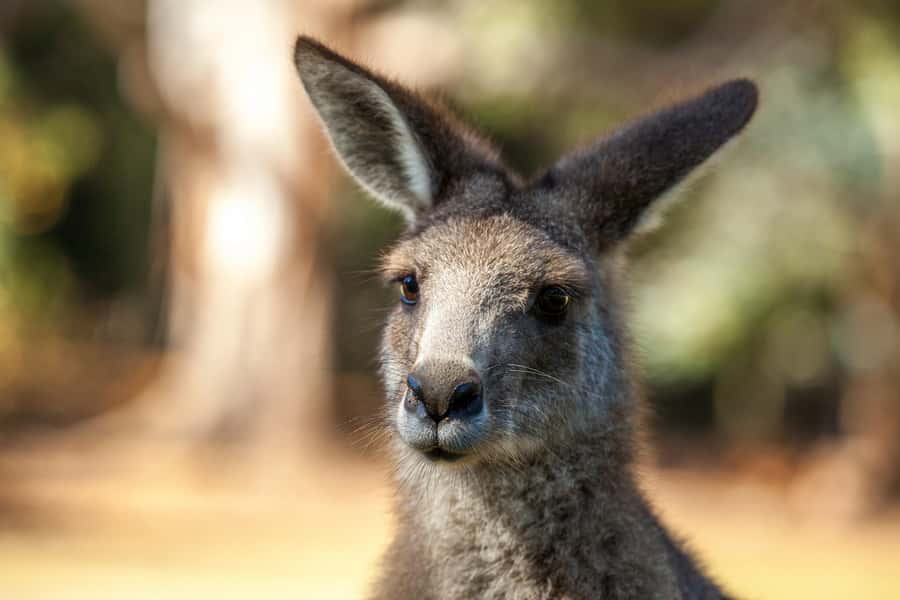 Hobart: Port Arthur, Richmond & Tassie Devil - Active Tour - Port Arthur Historic Site: convict ruins plus the Isle of the Dead cruise