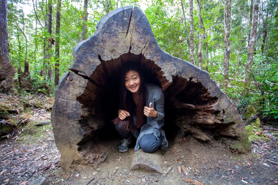 Hobart: Tahune Airwalk & Hastings Caves - Active Day Tour - Hobart departure and the Huon Valley bus ride you’ll actually enjoy