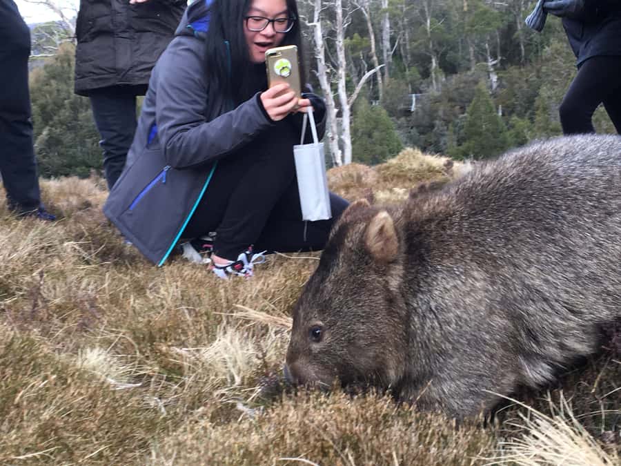 Hobart to Cradle Mountain to Launceston - Key highlights worth your attention