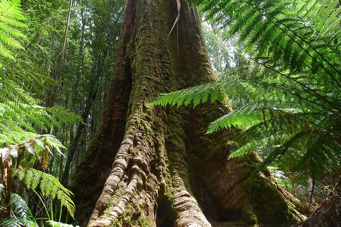 Hobart: Waterfalls, Wilderness & Wildlife - Active Day Tour - Horseshoe Falls: stairs, steps, and a waterfall inside the forest