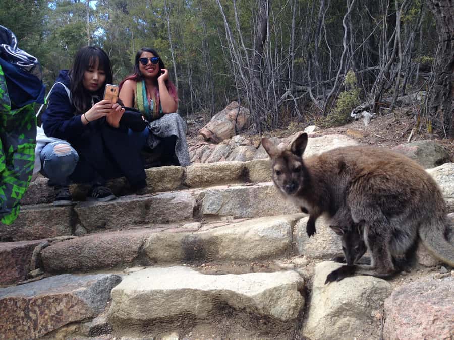 Hobart: Wineglass Bay & Freycinet Active Day Tour - Practical Tips: How to Get the Most Out of Freycinet