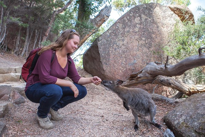 Hobart: Wineglass Bay & Freycinet National Park - Active Day Tour - The big choice: beach hike to Wineglass Bay vs easier bays