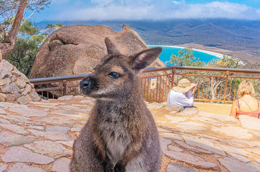 Hobart: Wineglass Bay, Freycinet Park, and Richmond Tour - Richmond: Georgian buildings and a convict-era bridge stop