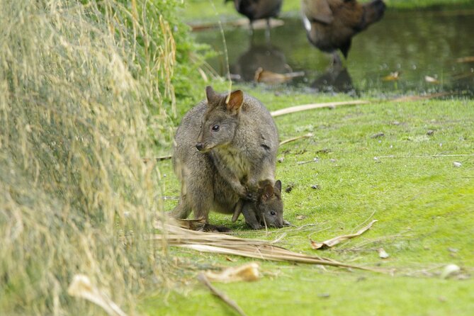 Maria Island Cruise and Guided Walk Day Tour with Lunch and Drinks - Maria Island in One Packed Day from Hobart