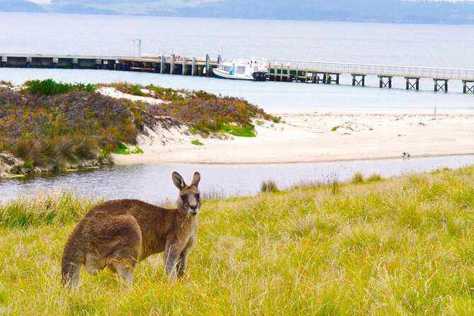 Maria Island Cruise and Guided Walk Day Tour with Lunch and Drinks - Weather and Sea Conditions: The Main Variable