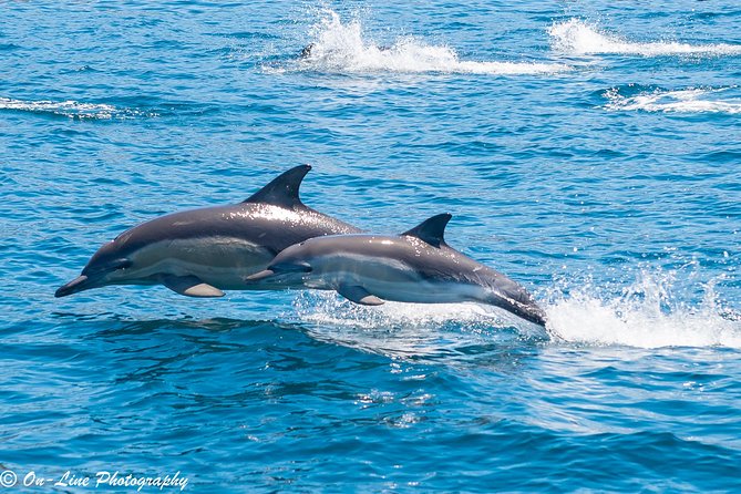 Maria Island Cruise and Guided Walk Day Tour with Lunch and Drinks - Wildlife on Land: Wombats, Kangaroos, and the Joy of Small Surprises