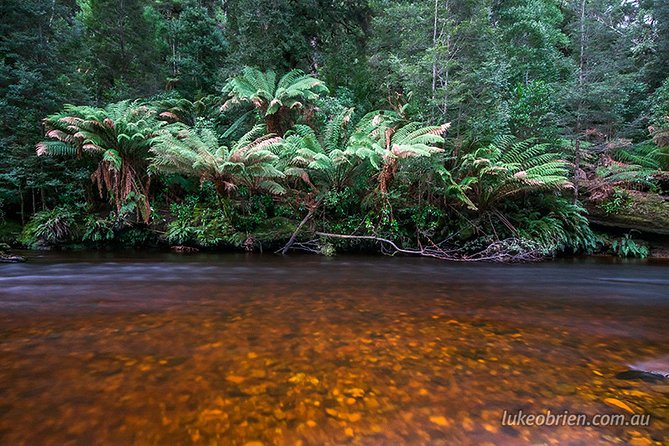 Mt Field and Styx Valley Photography Tour - Styx Valley near Maydena: getting tall-tree photos without rushing