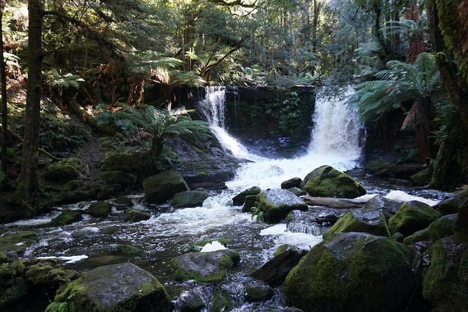 Peaks, Falls & Furry Locals: Mt. Field & the Derwent - Mt Field National Park: Russel Falls, ferns, and walk choices