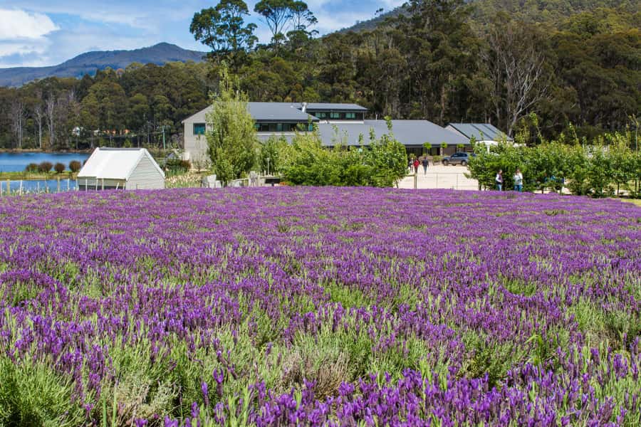 Port Arthur Shuttle and Tasman Sights Tour - Maingon Bay and Remarkable Cave: the optional 115-step commitment
