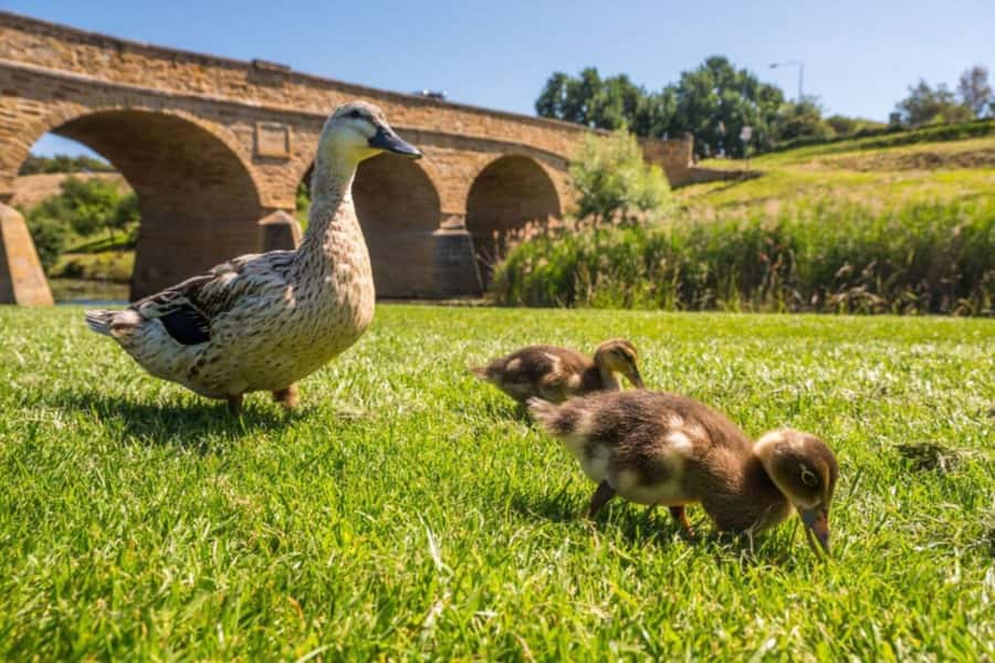 Richmond Village Tour & Coal River Valley Experience option - Key Highlights to Know Before You Go