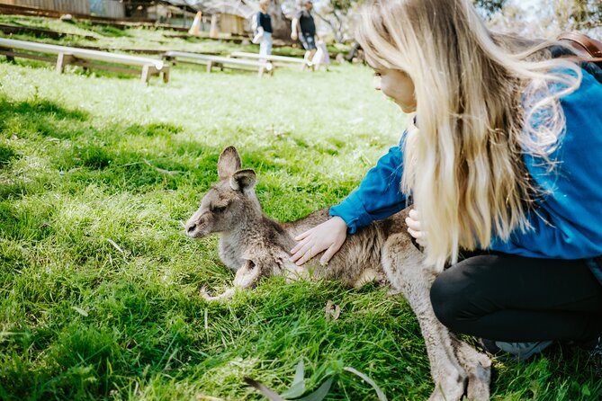 Shore Excursion: Hobart Wanderer - Who Should Book Hobart Wanderer (and Who Might Want Another Option)?