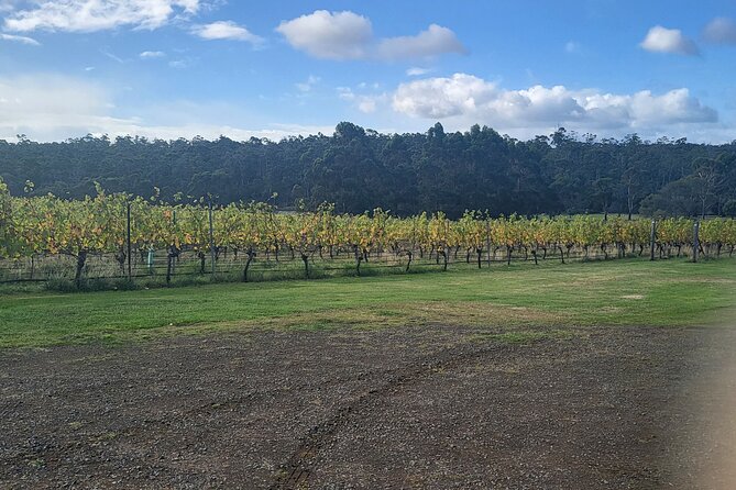 Signature Wine Tour - Hobart & SE Tasmania - Vineyard stop 1: a family-owned welcome and a proper first pour