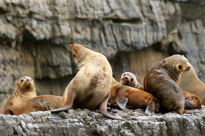 Tasman Island Cruises and Port Arthur Historic Site Day Tour from Hobart - Tasman National Park eco-cruise: sea caves, vertical cliffs, and wildlife odds