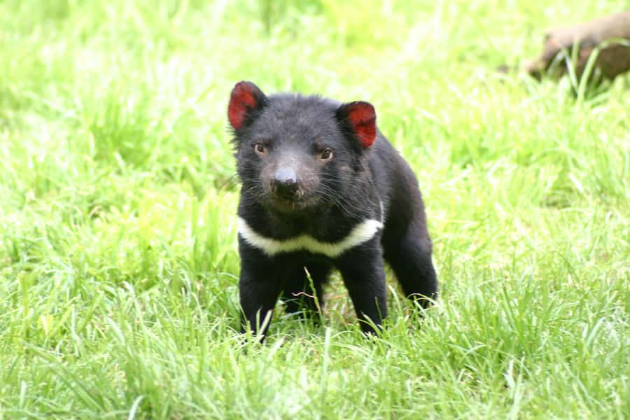 Tasman Peninsula Day Trip with Cruise & Devils from Hobart - How this tour delivers value at around $230