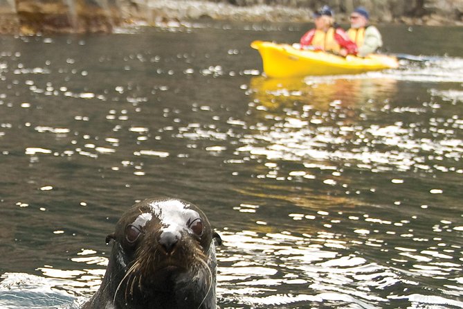 Tasman Peninsula full day kayaking tour - Key things to know before you go
