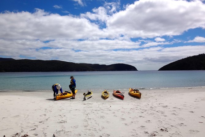 Tasman Peninsula full day kayaking tour - Wildlife time: seals, sea eagles, and the big chance moments