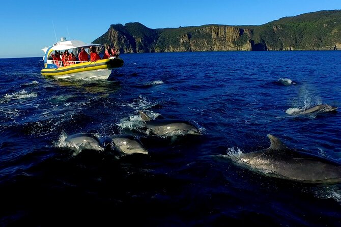 Tasman Peninsula Wilderness Cruise from Port Arthur - Who This Cruise Suits Best (and Who Should Rethink)