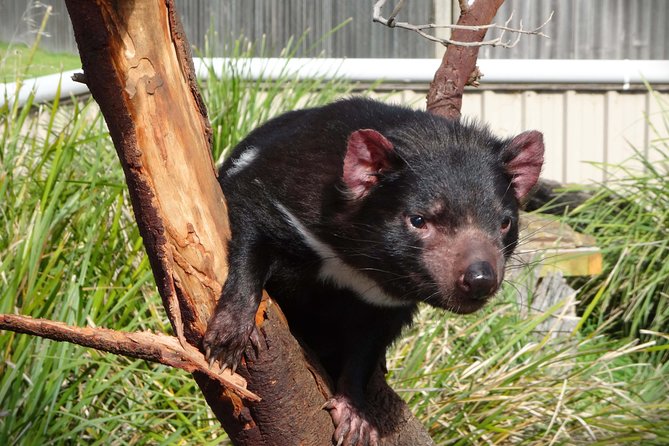 Tasmania 5 Day East Coast Tour - Who This Tour Fits Best (and Who Might Want Something Else)