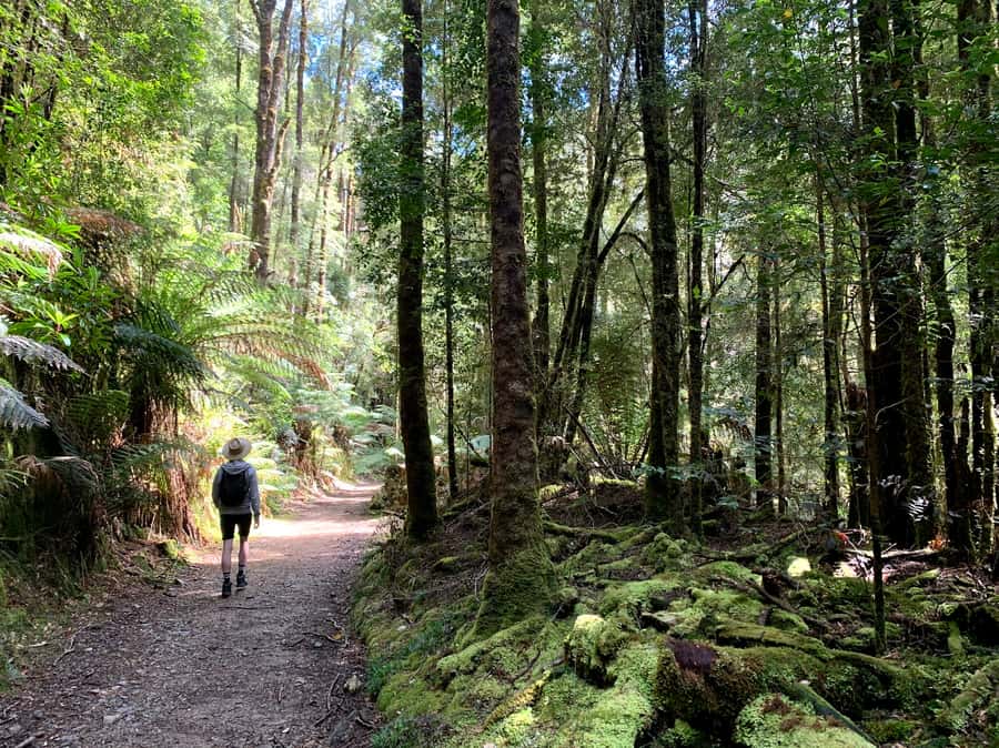 Tasmania: 7-Day West to East Tour - Launceston to Bicheno: Cataract Gorge wallabies and Bay of Fires white-sand magic