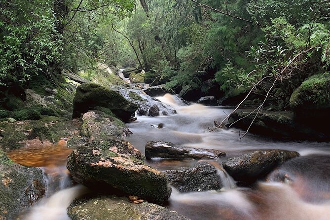 Tasmania 8 Day - Tour in Circle - Day 5 Launceston to Cradle Mountain: gorge walks, honey, caves