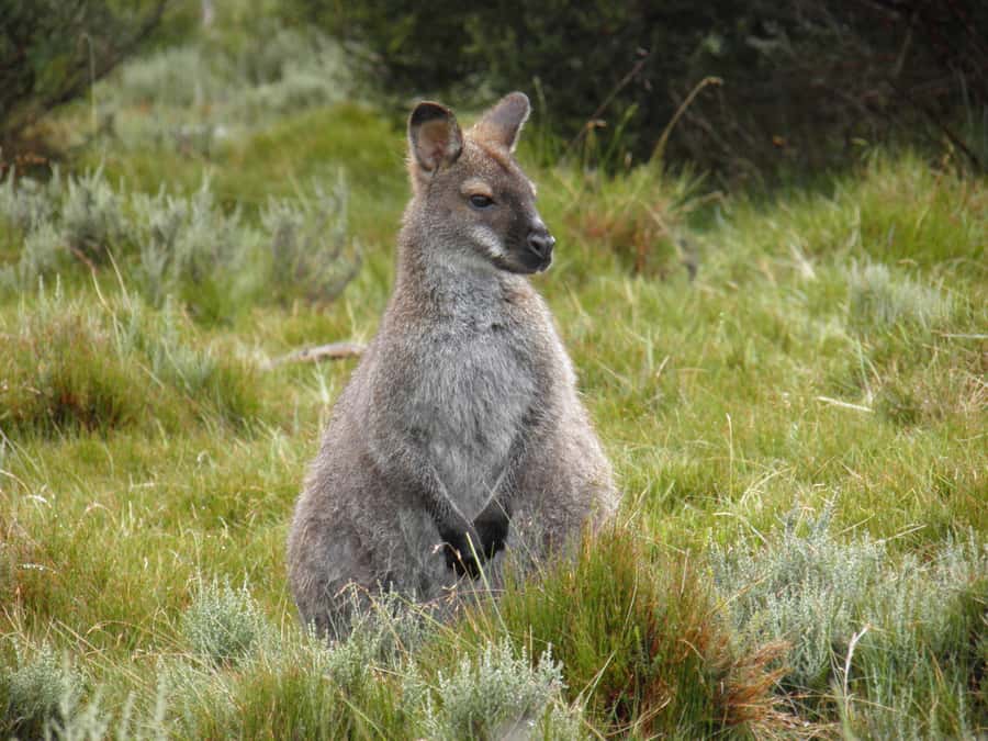 Tasmania: Wilderness and Wildlife Guided 6-Day Tour - Day 3: Cradle Mountain’s Dove Lake circuit and Marion’s Lookout choices